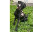 Adopt Parker a Black and Tan Coonhound, Labrador Retriever