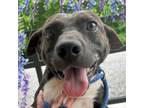 Adopt Wilhelm a Mixed Breed
