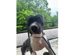 Adopt Tuxedo (Dax) a Mixed Breed