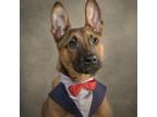 Adopt Piranha a Belgian Shepherd / Malinois, Pit Bull Terrier