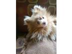 Adopt JJ a Pomeranian