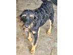 Adopt Eli a German Wirehaired Pointer