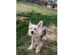 Adopt Roscoe a Chinese Crested Dog
