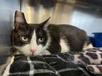 Adopt Elvis a Domestic Short Hair