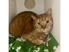 Adopt Maverick a Domestic Short Hair