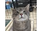 Adopt Cuddle Bug a Domestic Short Hair