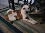 Adopt Frank a Australian Cattle Dog / Blue Heeler