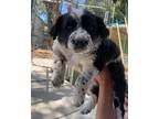 Adopt Squeak a Australian Cattle Dog / Blue Heeler