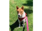 Adopt Merlin a Australian Cattle Dog / Blue Heeler