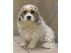 Adopt Brimsley a Poodle, Cavalier King Charles Spaniel