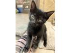 Adopt Tabasco a Domestic Short Hair