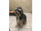 Adopt Benedict a Poodle, Cavalier King Charles Spaniel