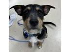 Adopt Thomas a Wirehaired Terrier