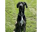 Adopt Jarvis a Great Dane