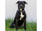 Adopt Conrad a Black Labrador Retriever