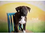 Adopt Teague a Labrador Retriever