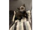 Adopt VICTOR a Domestic Short Hair