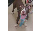 Adopt Red a Mixed Breed