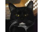 Adopt Newton a Domestic Short Hair