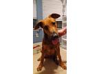 Adopt Morty a Rhodesian Ridgeback, Shepherd