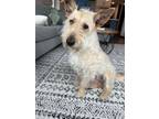 Adopt Fen a Terrier