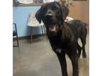 Adopt Finley a Wirehaired Pointing Griffon, Black Labrador Retriever