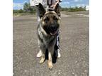 Adopt Maverick a German Shepherd Dog, Akita