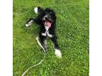 Adopt Obi a Bernese Mountain Dog, Standard Poodle