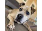 Adopt Ducky a Pit Bull Terrier