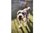 Adopt Archie a Mixed Breed