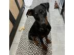 Adopt Ranger a Doberman Pinscher, Hound