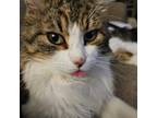 Adopt Archie a Domestic Long Hair, Tabby