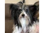 Adopt Nigel a Terrier, Yorkshire Terrier