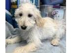 Adopt Wilbur a Goldendoodle