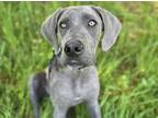 Adopt Ryder a Great Dane, Mixed Breed