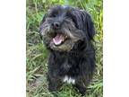 Adopt Benjamin a Shih Tzu, Mixed Breed