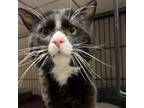 Adopt Dillon a Domestic Short Hair