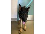 Adopt Tanner a German Shepherd Dog