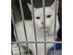 Adopt Ram a Domestic Short Hair