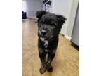 Adopt Jameson a Mixed Breed