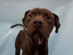 Adopt Roscoe a Pit Bull Terrier, Mixed Breed