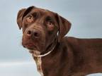 Adopt Rufus a German Shorthaired Pointer, Labrador Retriever