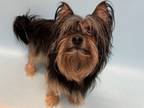 Adopt Griddy a Silky Terrier, Mixed Breed