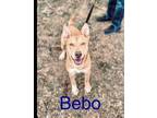 Adopt Bebo a Labrador Retriever, Mixed Breed