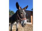 Adopt Norbert a Donkey