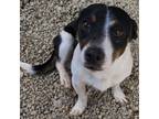 Adopt MJ_stray 0602 a Jack Russell Terrier