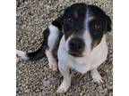 Adopt MJ a Jack Russell Terrier