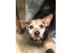 Adopt Scout a Terrier