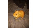 Adopt Bonzo a Guinea Pig