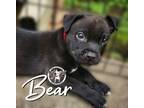 Adopt Bear Rushin a Pit Bull Terrier, Mixed Breed